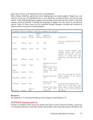 DISEASES, PESTS, AND PHYSIOLOGICAL DISORDERS
Mites, thrips, whiteflies, aphids and some lepidopterans can attack peppers. Peppers are very
sensitive to the use of horticultural oils so care should be exercised if these are used for pest
control. Under high temperatures, peppers may develop colour spots that turn yellow as the fruit
matures, causing a blemish. Cracking and russetting of peppers can also occur, as can blossom
end-rot. Some of these issues can be controlled through adequate watering and selection of
cultivars that are less prone to these problems.

  COMMON SWEET PEPPER VARIETIES GROWN IN JAMAICA
                                     FRUIT
                          FRUIT      SIZE   DISEASE
  VARIETY      SOURCE     COLOR      (GRAM) RESISTANT                  COMMENTS

                                                                       Vigorous, excellent deep red color,
  Lorca        DeRuiter   Red        230    TM2                        sets easily


  Lullaby      DeRuiter   Yellow     220    TM3
                                                                       Vigorous, broadly adaptable, long
                                                                       cropping period, good against
                                                                       sunscald and blossom end rot,
                                                                       sensitive to cracking under high
                                                                       temperatures, sets easily, very sweet
  Paramo       DeRuiter   Orange     220    TM2                        fruit

                                            Bacterial Spot   Races
  Allaolin     Seminis    Yellow            1,2,3
                                            Bacterial Spot    Races
                                            1,2,3; Potato     Virus
  Early                                     Yellow; some     strains
  Sunsation    Seminis    Yellow            of TMV
                                                                 High yield, developed for the hot
                                            Bacterial Spot Races humid conditions of the tropics,
  King Henry Seminis      Red               1,2,3                firm, blocky fruit

                                            Bacterial Spot Races
  Lexington    Seminis    Red,              1,2,3; TMV           Vigorous, blocky dark green fruit
                                                                 Heavy fruit set, dark green, large
                                            Bacterial Spot Races blocky shape, excellent uniformity
                          Green to          1,2,3; PeMV; PVY; and size, .76-.91 m (2.5-3.0 Ft) tall,
  Revelation   Seminis    Red               Tobamo Po            heat tolerant


Resource
See Appendix # 4: Growing Greenhouse Sweet Peppers (Crop Bulletin # 2)

LETTUCE (Lactuca sativa L)
Lettuce is a member of the Asteraceae family also known as the Compositae family. Asteraceae
is commonly referred to as the daisy family and includes other food crops such as artichokes and


                                                       Protected Agriculture in Jamaica                    91
 