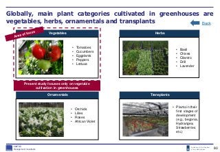 Embassy of the Kingdom
of the Netherlands
Globally, main plant categories cultivated in greenhouses are
vegetables, herbs,...