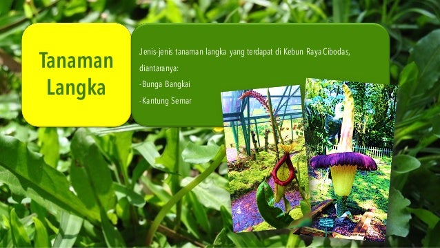 Greenhouse Tanaman Langka