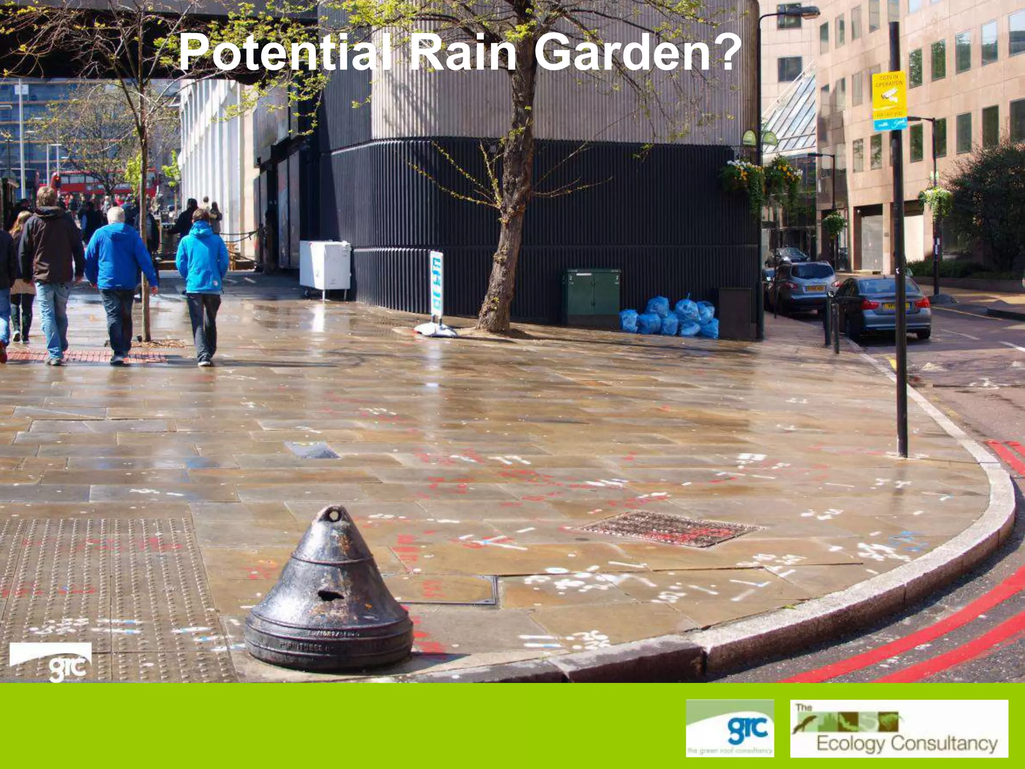 Potential Rain Garden?

 