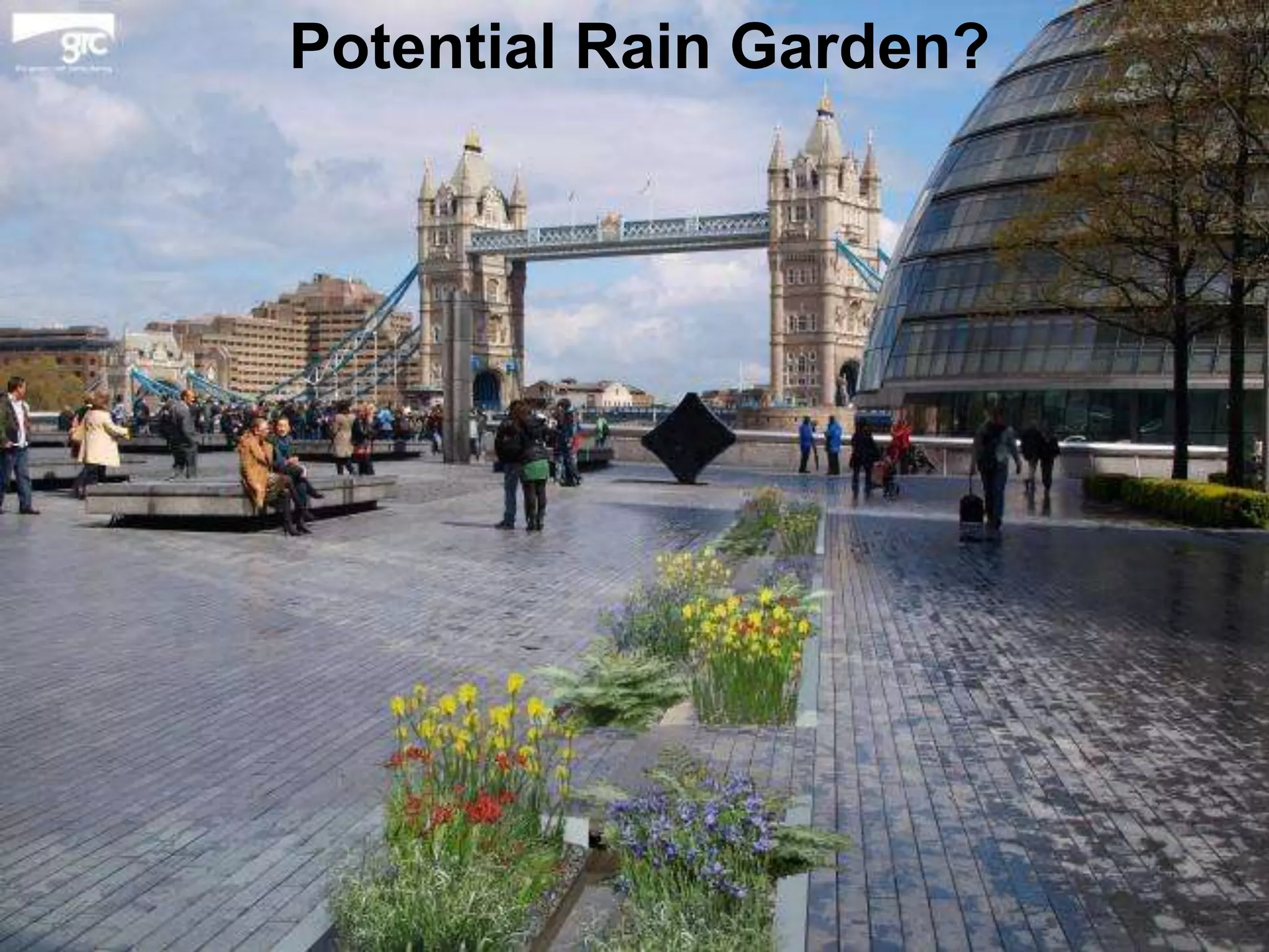 Potential Rain Garden?

 