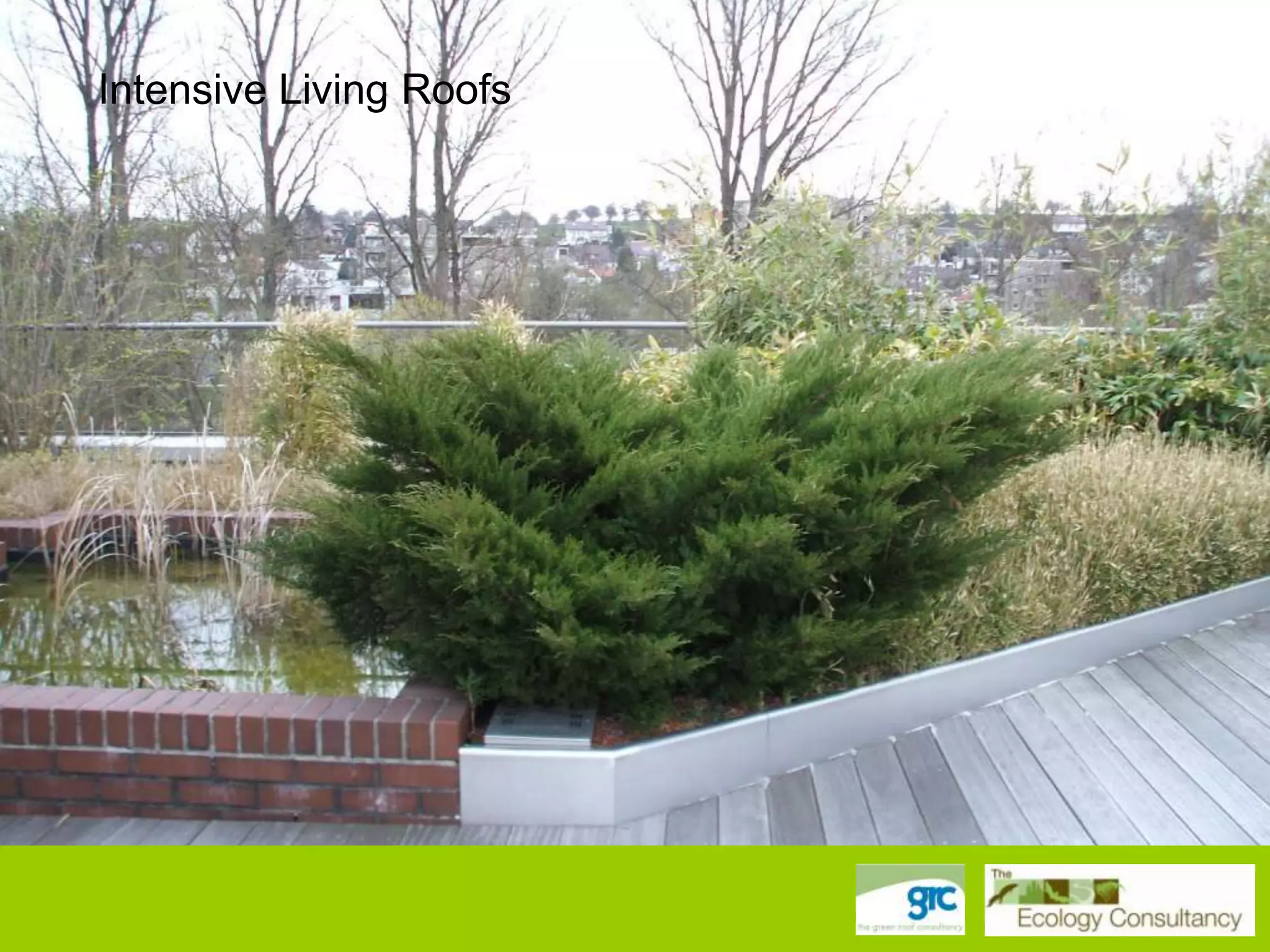 Intensive Living Roofs

 