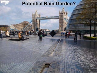 Potential Rain Garden?

 