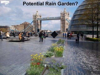 Potential Rain Garden?

 