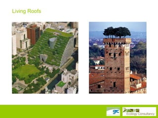 Living Roofs

 