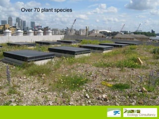 Over 70 – Case Study
Living Roofsplant species 2

 
