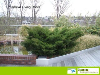 Intensive Living Roofs

 