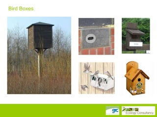 Bird Boxes

 