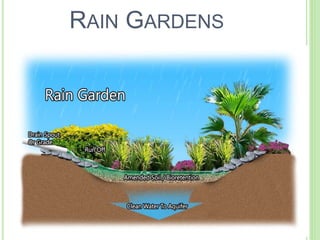 RAIN GARDENS 
 