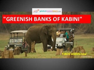 "GREENISH BANKS OF KABINI"

Kabini wildlife tour

 