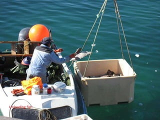 Unloading fish
 