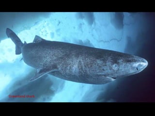 Greenland shark
 