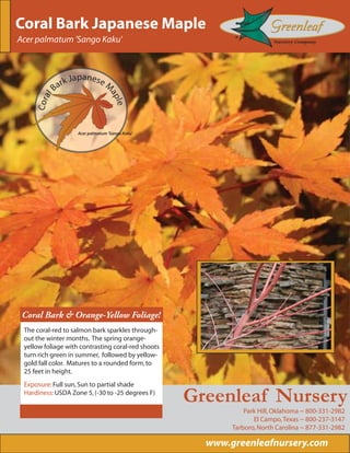 Coral Bark Japanese Maple
Acer palmatum 'Sango Kaku'



                     apanese
               a rk J        M
           B

                                 ap
         l
     Cora




                                    le

                    Acer palmatum 'Sango Kaku'




 Coral Bark & Orange-Yellow Foliage!
 The coral-red to salmon bark sparkles through-
 out the winter months. The spring orange-
 yellow foliage with contrasting coral-red shoots
 turn rich green in summer, followed by yellow-
 gold fall color. Matures to a rounded form, to
 25 feet in height.
 Exposure: Full sun, Sun to partial shade
 Hardiness: USDA Zone 5, (-30 to -25 degrees F)
                                                    Greenleaf Nursery
                                                               Park Hill, Oklahoma ~ 800-331-2982
                                                                  El Campo, Texas ~ 800-237-3147
                                                           Tarboro, North Carolina ~ 877-331-2982

                                                      www.greenleafnursery.com
 