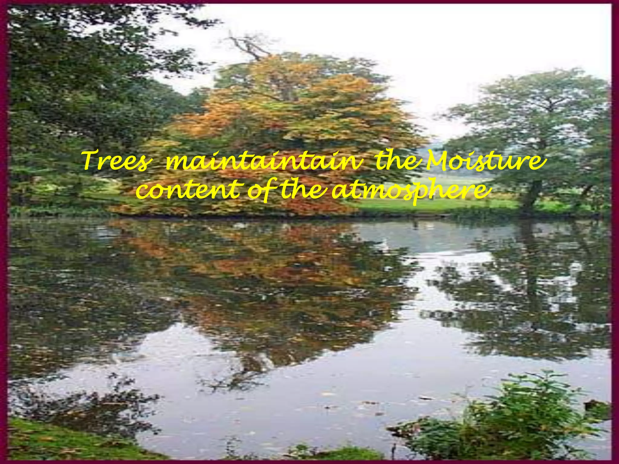 Trees maintaintain the Moisture content of the atmosphere