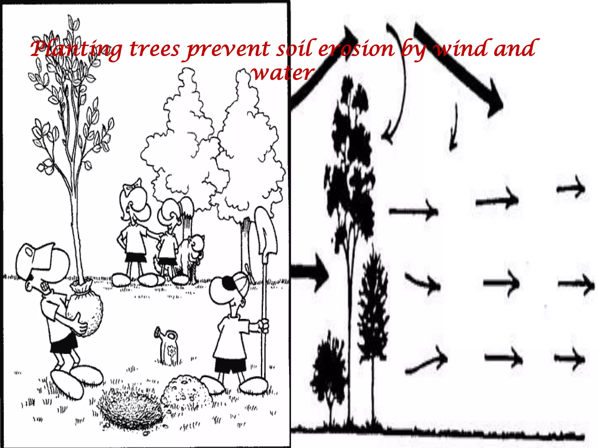 Planting trees prevent soil erosion by wind and water