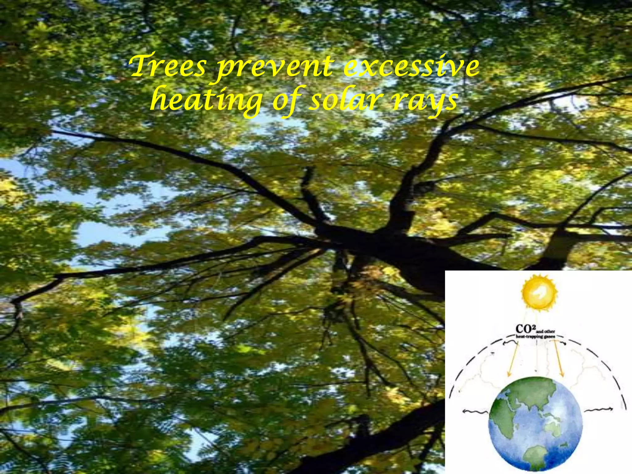 Trees prevent excessive heating of solar raysTrees prevent excessive heating of solar rays