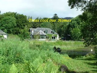 Trees cool our Homes