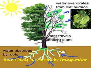 Rain Clouds  are formed by Transpiration