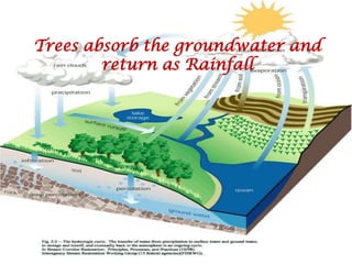 Trees absorb the groundwater and return as Rainfall