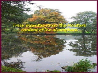 Trees  maintaintain  the Moisture content of the atmosphere