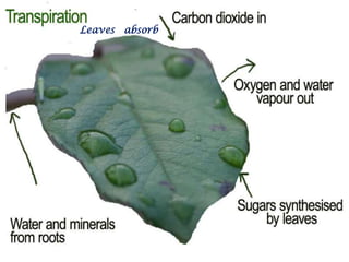 Leaves   absorb   