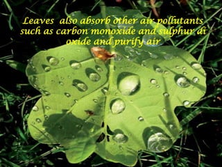 Leaves  also absorb other air pollutants such as carbon monoxide and sulphur di oxide and purify airLeaves also absorb