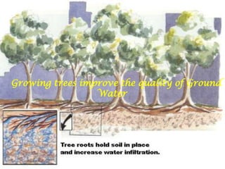    Growing trees improve the quality of Ground Water