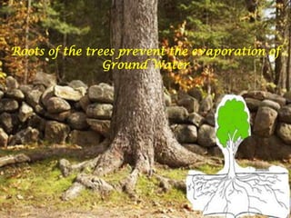 Roots of the trees prevent the evaporation of Ground Water