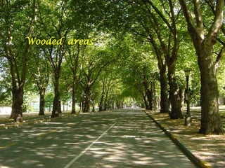 Wooded  areas
