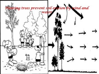 Planting trees prevent soil erosion by wind and water