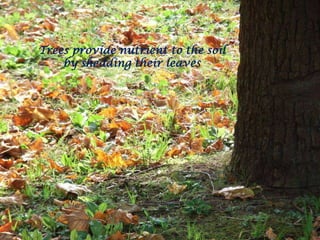 Trees provide nutrient to the soil by shedding their leaves