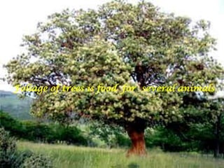 Foliage of trees is food  for  several animals