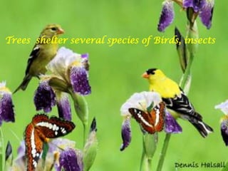 Trees  shelter several species of Birds, insects
