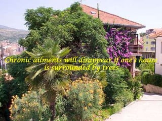 Chronic ailments will disappear if one’s house is surrounded by trees