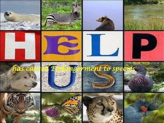      has caused Endangerment to species