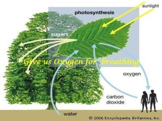 Give us Oxygen for  breathing