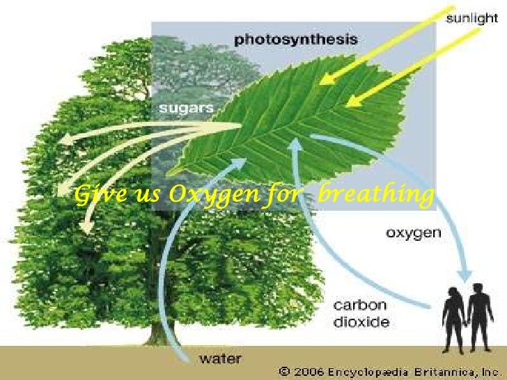 Save the Green Lungs