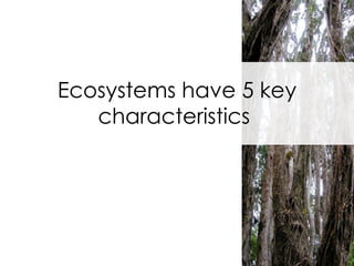Ecosystems have 5 key characteristics  