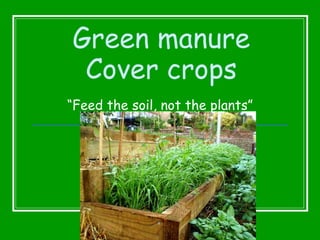Green manure Cover crops “ Feed the soil, not the plants” 