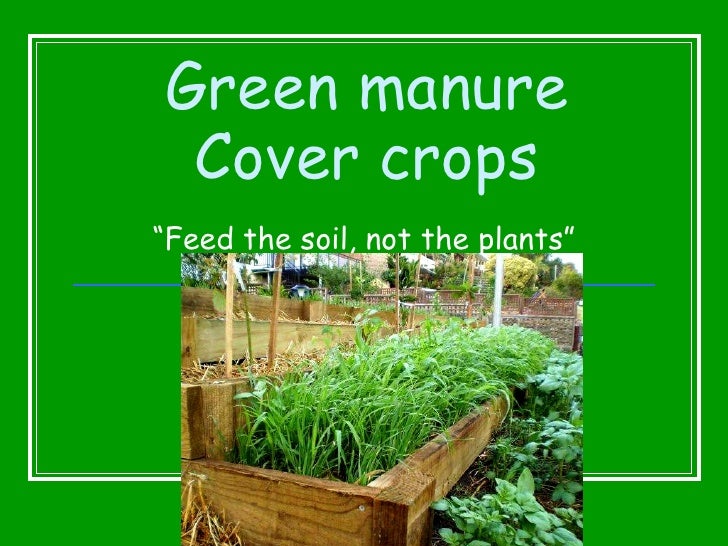 Green Manures Rhs Gardening