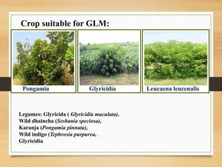 Legumes: Glyricida ( Glyricidia maculata),
Wild dhaincha (Sesbania speciosa),
Karanja (Pongamia pinnata),
Wild indigo (Tephrosia purpurea,
Glyricidia
Crop suitable for GLM:
Pongamia Glyricidia Leucaena leucenalis
 