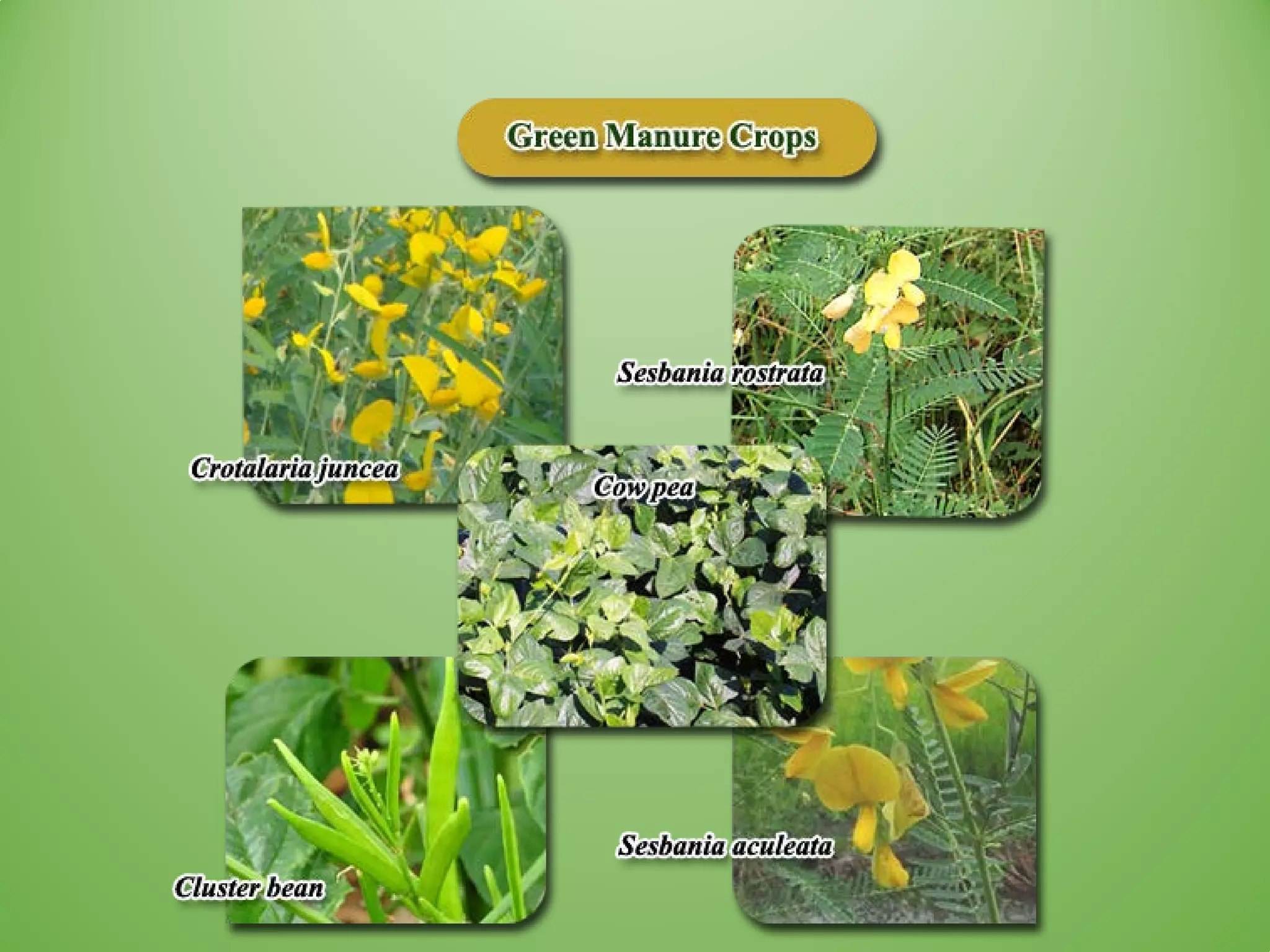 Green manuring | PDF