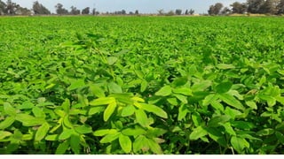 Green manuring,Practices and Crops used in Green manuring 