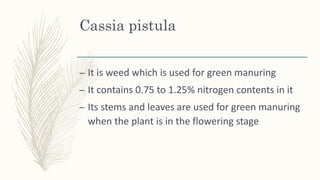 Cassia pistula
– It is weed which is used for green manuring
– It contains 0.75 to 1.25% nitrogen contents in it
– Its stems and leaves are used for green manuring
when the plant is in the flowering stage
 