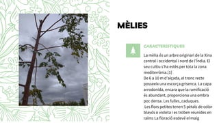 MÈLIES
CARACTERÍSTIQUES
La mèlia és un arbre originari de la Xina
central i occidental i nord de l'Índia. El
seu cultiu s'...