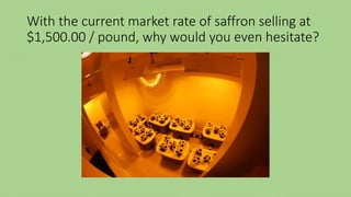 With the current market rate of saffron selling at
$1,500.00 / pound, why would you even hesitate?
 