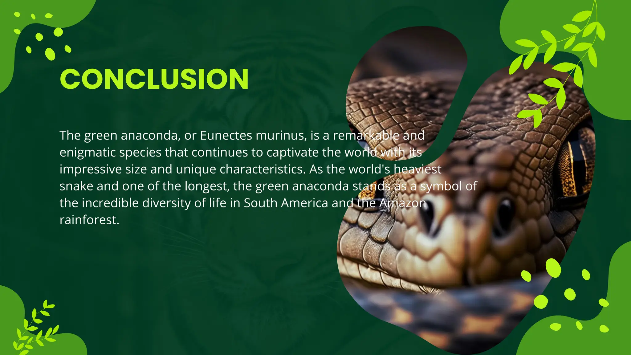 CONCLUSION
The green anaconda, or Eunectes murinus, is a remarkable and
enigmatic species that continues to captivate the world with its
impressive size and unique characteristics. As the world's heaviest
snake and one of the longest, the green anaconda stands as a symbol of
the incredible diversity of life in South America and the Amazon
rainforest.
 
