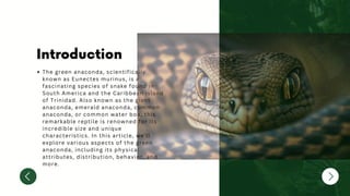 Introduction
The green anaconda, scientifically
known as Eunectes murinus, is a
fascinating species of snake found in
South America and the Caribbean island
of Trinidad. Also known as the giant
anaconda, emerald anaconda, common
anaconda, or common water boa, this
remarkable reptile is renowned for its
incredible size and unique
characteristics. In this article, we'll
explore various aspects of the green
anaconda, including its physical
attributes, distribution, behavior, and
more.
 