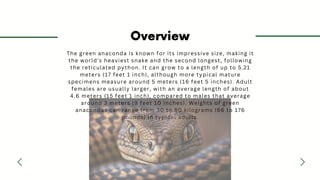 Overview
The green anaconda is known for its impressive size, making it
the world's heaviest snake and the second longest, following
the reticulated python. It can grow to a length of up to 5.21
meters (17 feet 1 inch), although more typical mature
specimens measure around 5 meters (16 feet 5 inches). Adult
females are usually larger, with an average length of about
4.6 meters (15 feet 1 inch), compared to males that average
around 3 meters (9 feet 10 inches). Weights of green
anacondas can range from 30 to 80 kilograms (66 to 176
pounds) in typical adults.
 