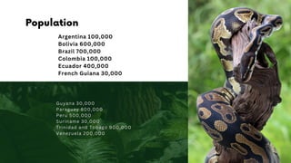 French Guiana 30,000
Argentina 100,000
Bolivia 600,000
Brazil 700,000
Colombia 100,000
Ecuador 400,000
Population
 